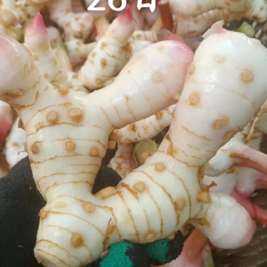 东兴市南姜 泰国南姜 精品南姜 大量稳定常年有货找实力合作伙伴。