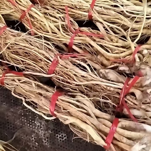 灵山县五指毛桃
