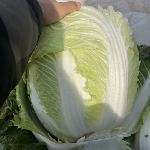 确山县大白菜批发