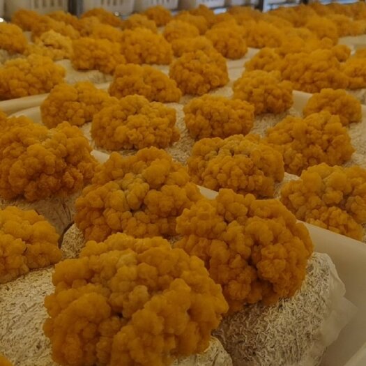 太康县金耳菌种