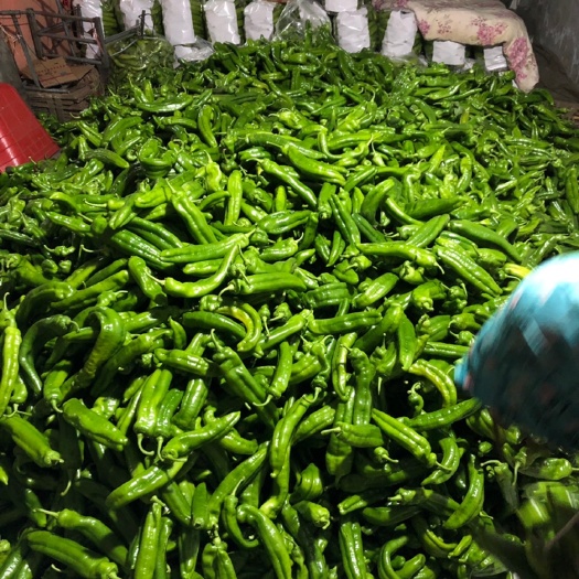 黑山县九一尖椒