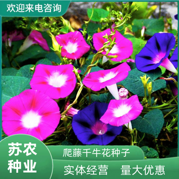 沭阳县牵牛花种子室内盆栽大花爬藤室外庭院花卉种孑四季开花易种