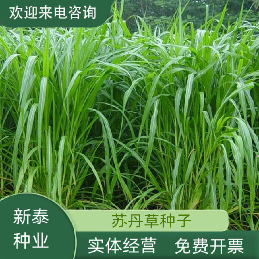 牧草种子苏丹草种籽鱼草种子喂鱼猪牛羊鸡鸭鹅四季高 产牧草种子