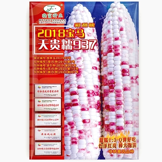 彩甜糯玉米种子937晓富2018宝马玉米种籽
