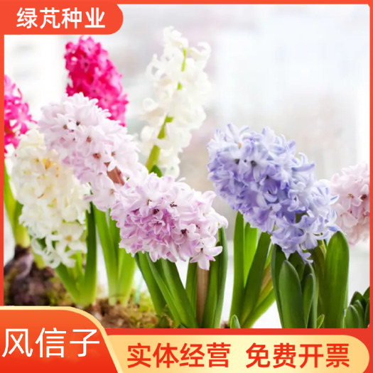 沭阳县风信子种球 多年生花卉 荷兰风信子 庭院阳台景观花海