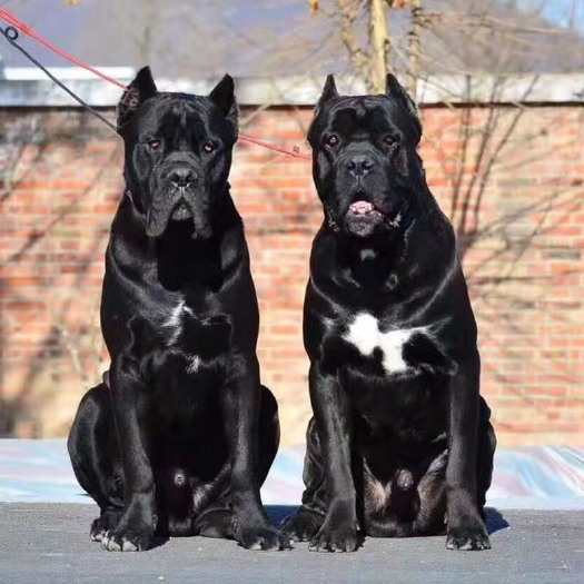 嘉祥县卡斯罗犬纯种幼犬卡斯罗护卫犬 全国发货