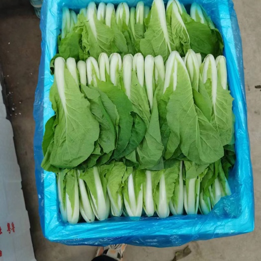 供港标准，小白菜，上海青，质量有保障，假一赔十