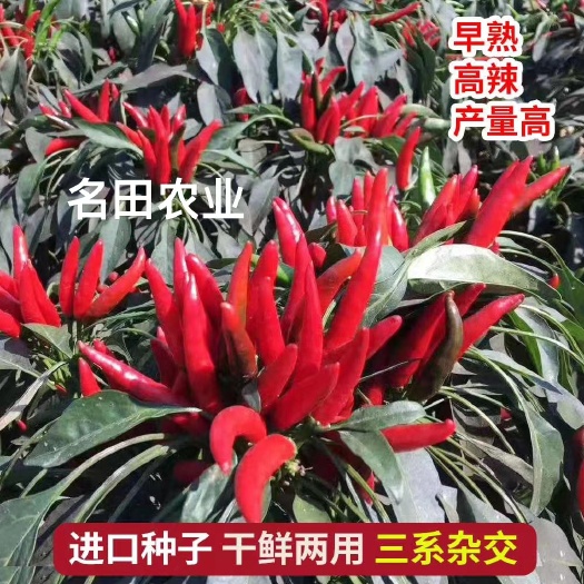 扶沟县名鼎5号朝天椒种子高辣朝天椒种子三系文配干椒1000多斤