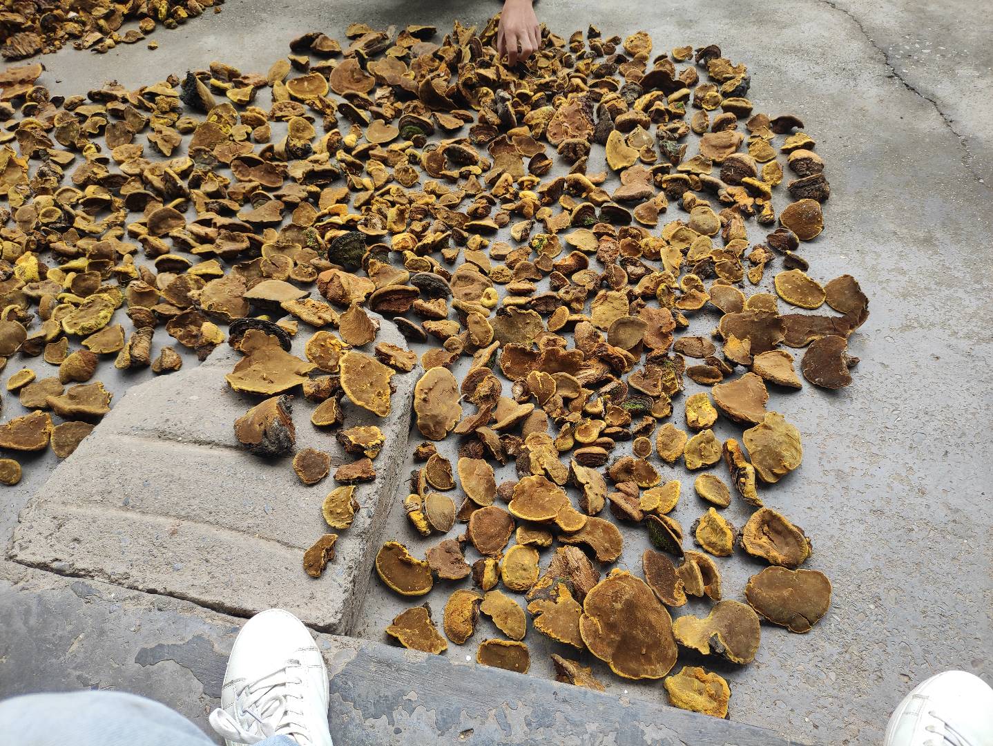 奉节桑树桑黄
