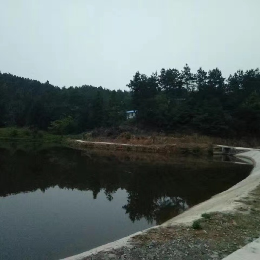 有4000多亩山林地，可养殖和康养，也可以出售，有志者恰谈！