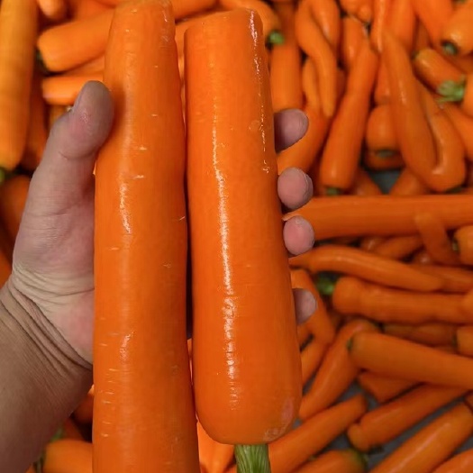 洛阳次品胡萝卜