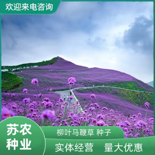 柳叶马鞭草种子多年生宿根草花种子景观绿化花海婚纱摄影观花种子