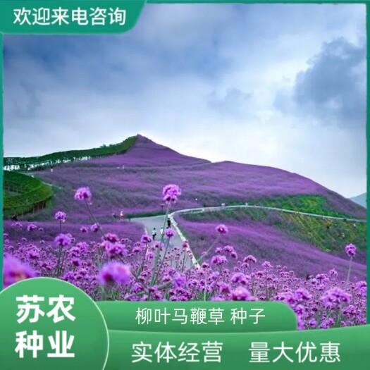 沭阳县柳叶马鞭草种子多年生宿根草花种子景观绿化花海婚纱摄影观花种子