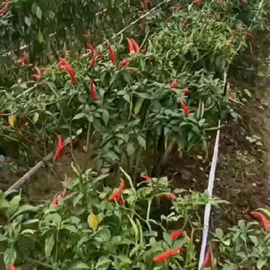 湛江指天椒