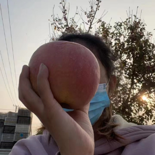 丰县苹果，自家果园，实景照片，地头直供，鲜果85mm以上大果