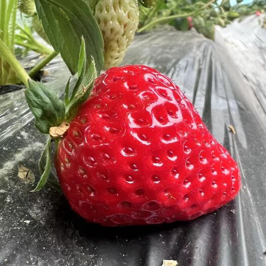 成都红颜草莓