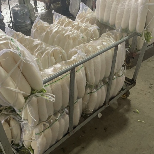 重庆市萝卜好货 质量好 量大 0.5