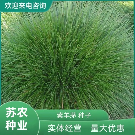 紫羊茅草种四季青草坪种子不修剪草籽草皮庭院矮绿化耐寒护坡