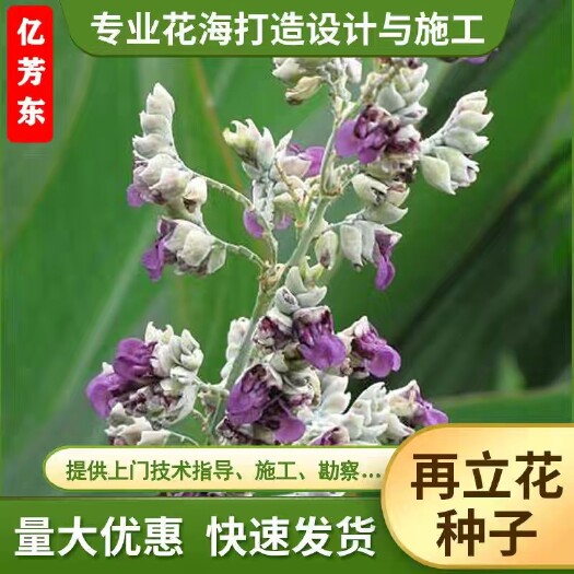 多年生水生植物在立花种子耐寒耐旱四季开花易播种简单水里可以种