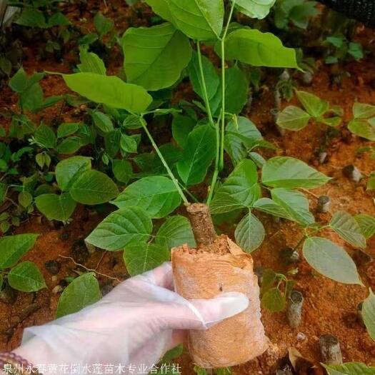 灵山县广西正宗鸡血藤大血藤密花豆种苗扦插苗营养袋杯苗