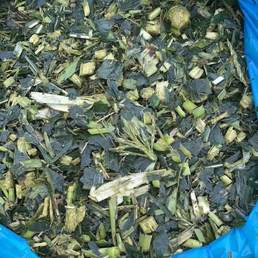 徐闻县广东湛江推选，饲料原料，玉米杆，量大从优，质量保证，一年四季