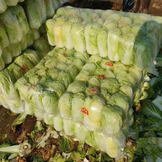 周口娃娃菜