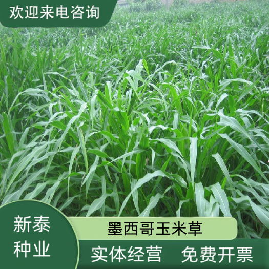 墨西哥玉米草种子阔叶四季高 产养殖猪牛羊鸡鸭鹅兔鱼牧草种籽