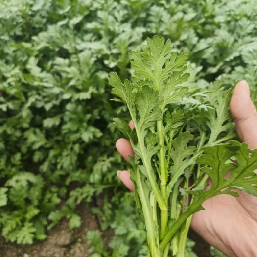 惠水县贵州茼蒿菜