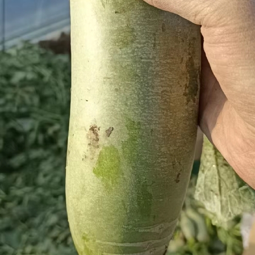 天津青萝卜