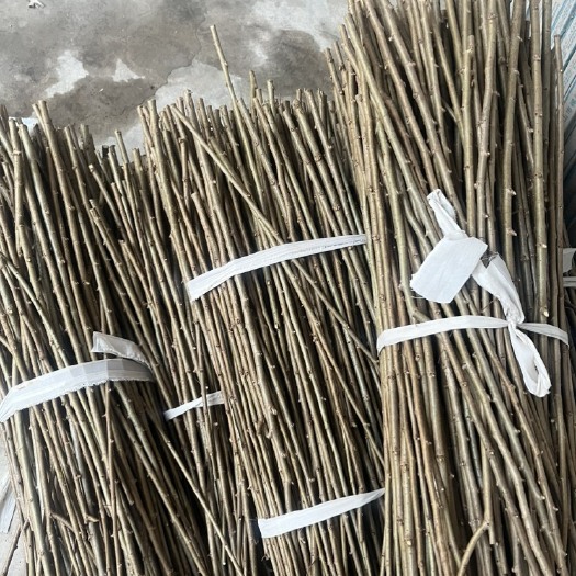 赞皇县金叶榆接穗