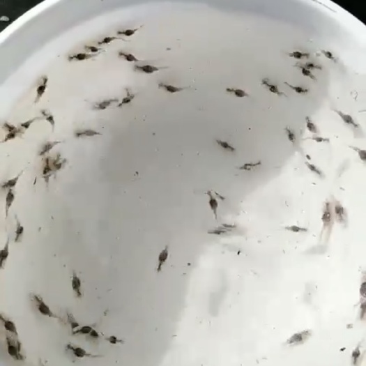 东海县鸭嘴鱼水花