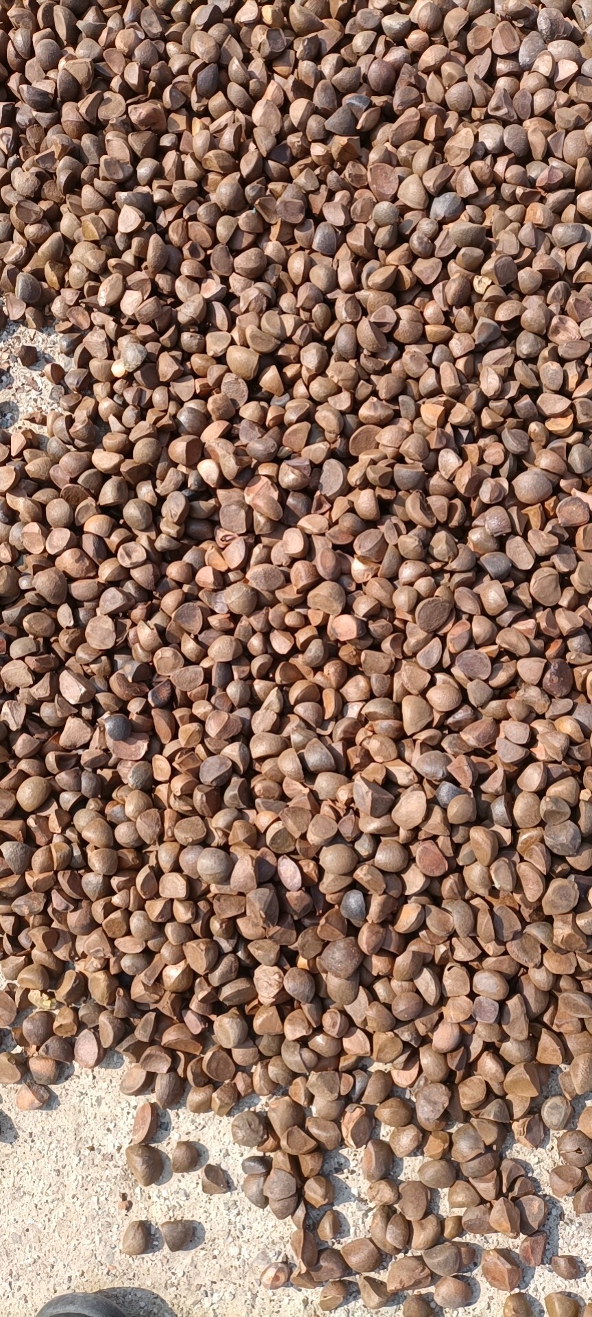 宁明县大量供应茶油籽