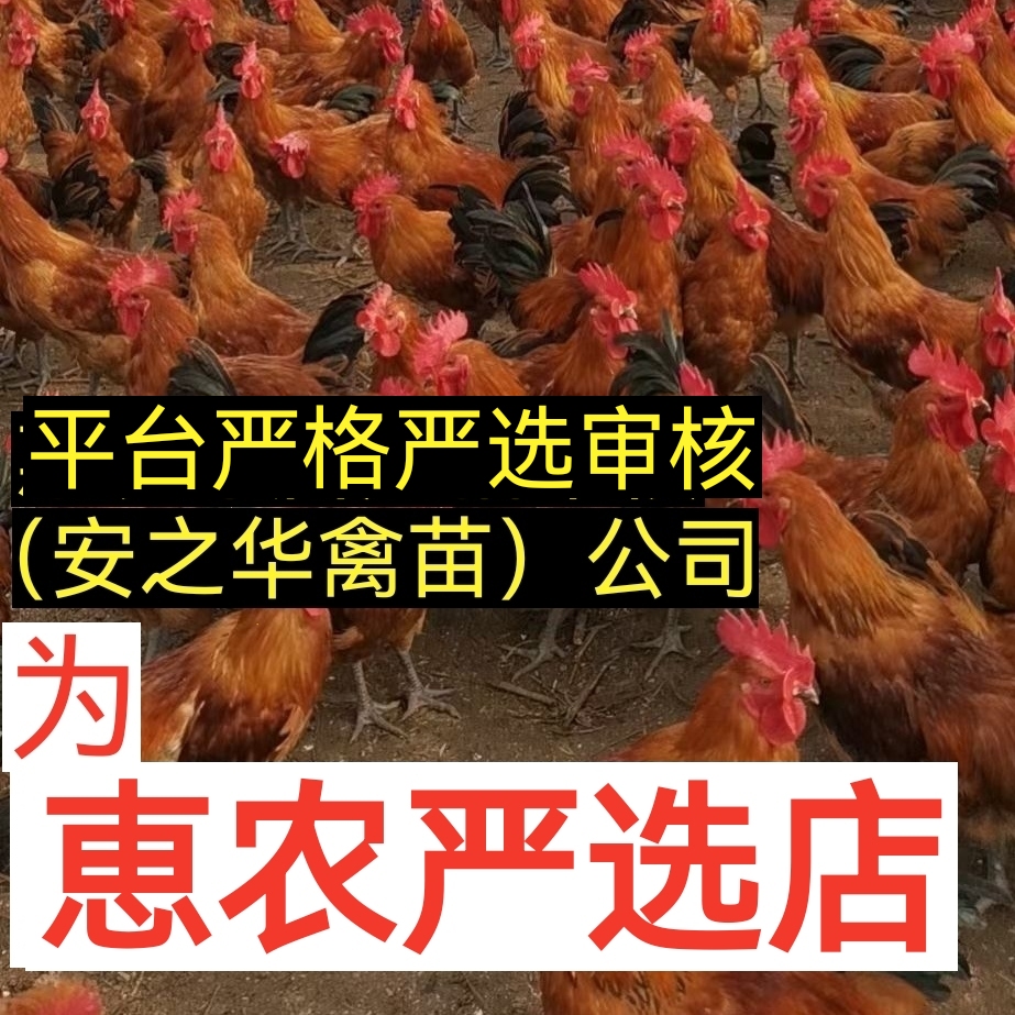 瑶鸡苗  血毛鸡苗、（平台严选店），质量有保障