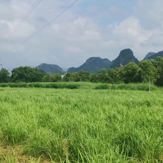 罗定市大量鲜茅根出售