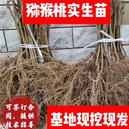 苍溪县猕猴桃实生苗根系发达包邮