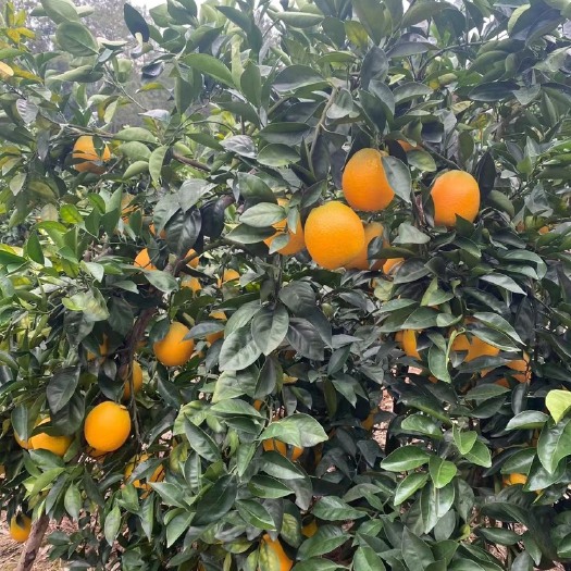 信丰县正宗赣南脐橙，现摘现发，不打蜡，不催熟，不泡药，自然成熟