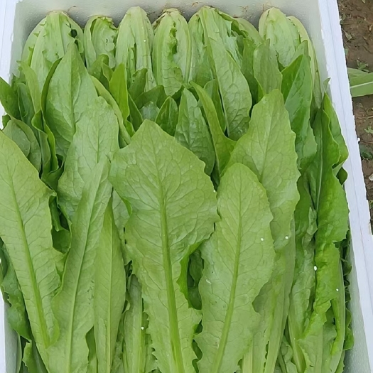 邯郸河北省邯郸市永年区是叶菜类主产地，常年货源充足，质量保证