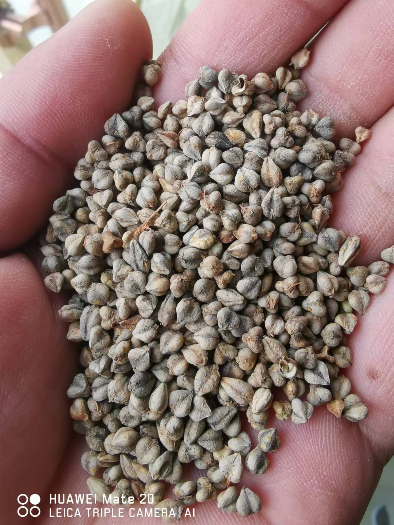 定西甘肃苦荞麦，酿酒粮，杂粮