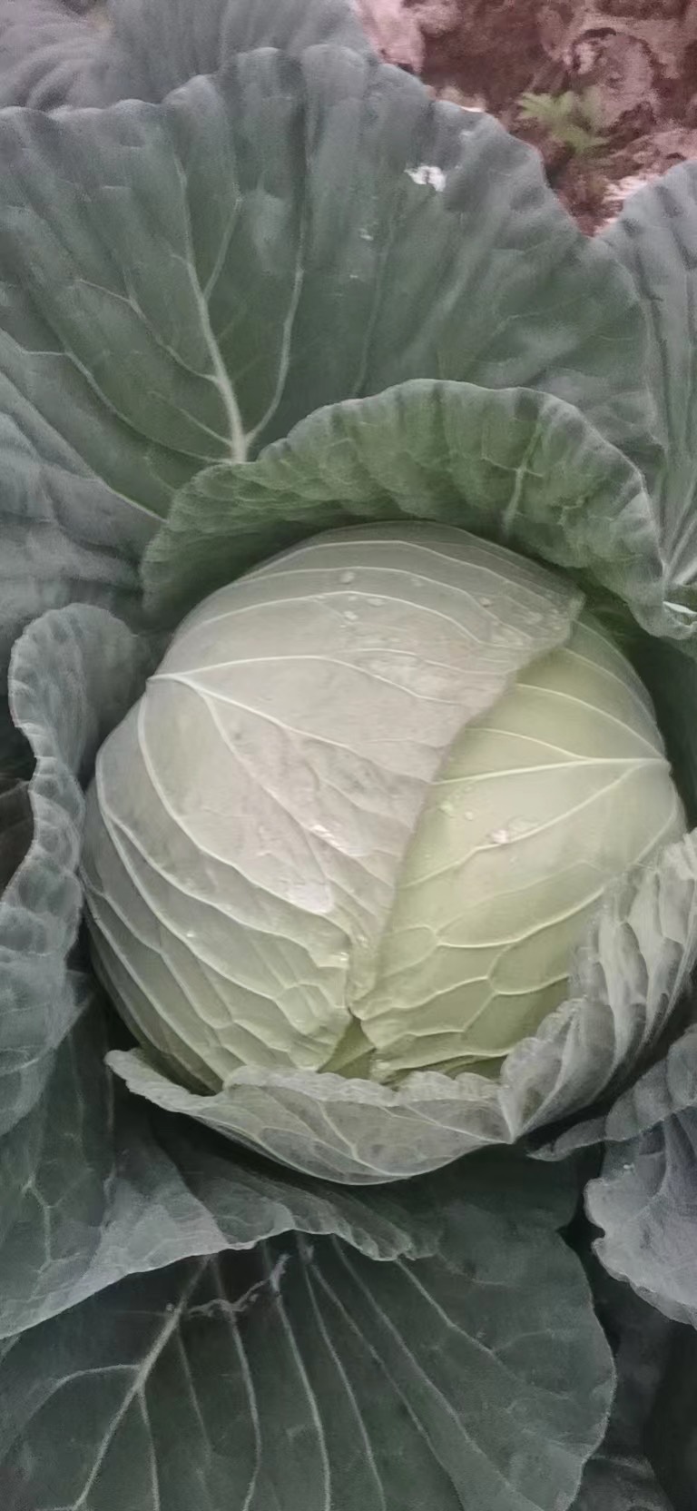 吴家脆白