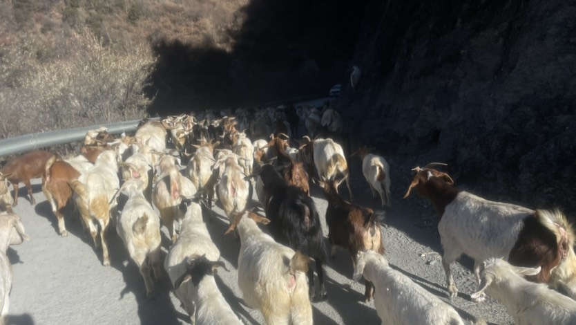 小金县跑山羊，自家养的！