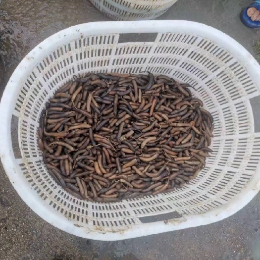 湛江泥丁是一种滋阴的健康食品。可腌制、凉拌、滚汤、滚粥等