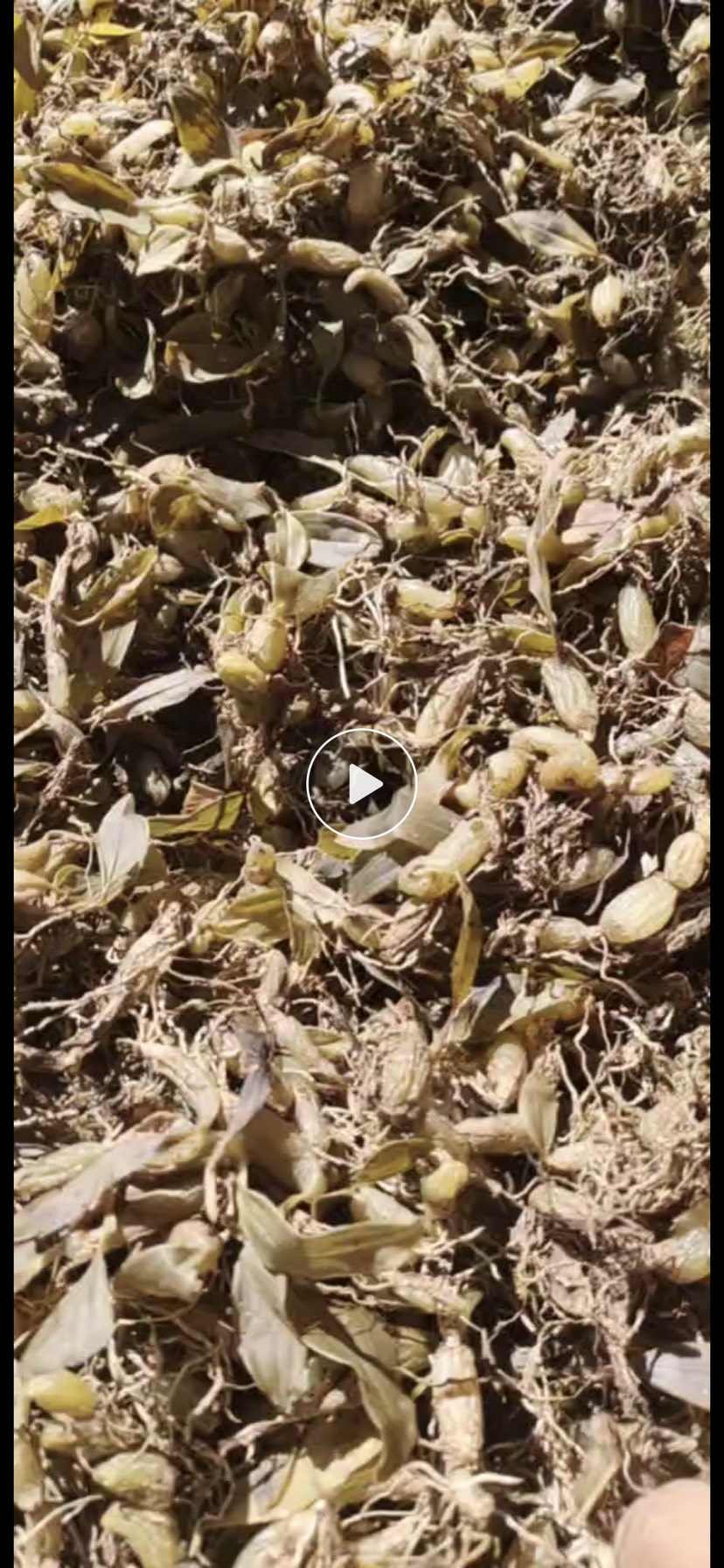 石橄榄石仙桃现货