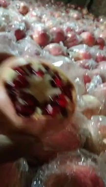 礼泉县红石榴