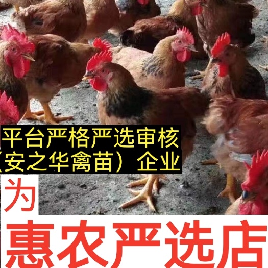 南宁K901. 麻花鸡苗、（平台严选店），质量有保障
