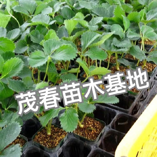 济南红颜色草莓苗  甜宝草莓苗  脱毒二代苗，独株配土培育