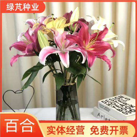 沭阳县百合种球 百合花 耐寒花卉 多年生草本 公园花海