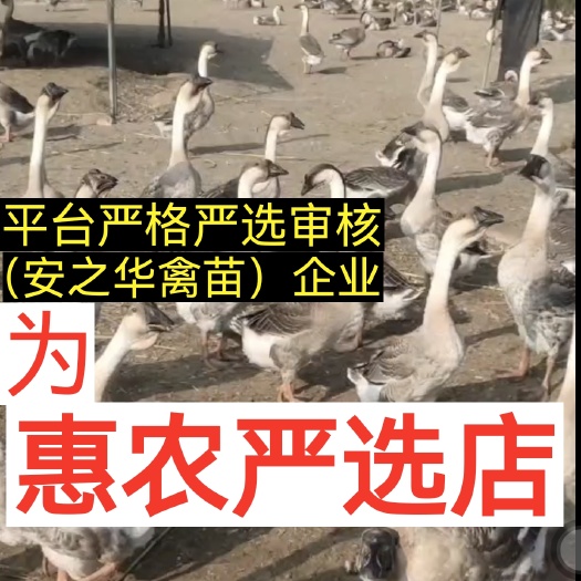 马岗鹅苗  阳江杂.（平台严选店），质量有保障