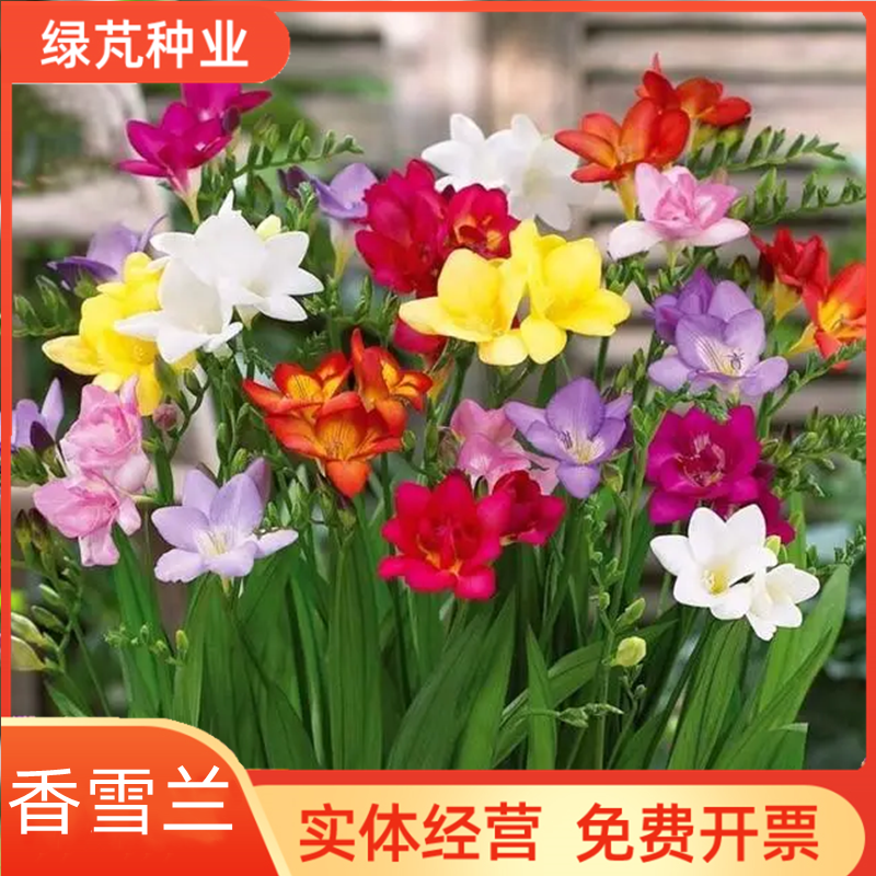沭阳县香雪球种子 香雪兰种球 香雪球小苍花 多年生球根草本花卉 庭
