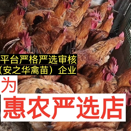 南宁乌皮红冠土鸡，（平台严选店），质量有保障
