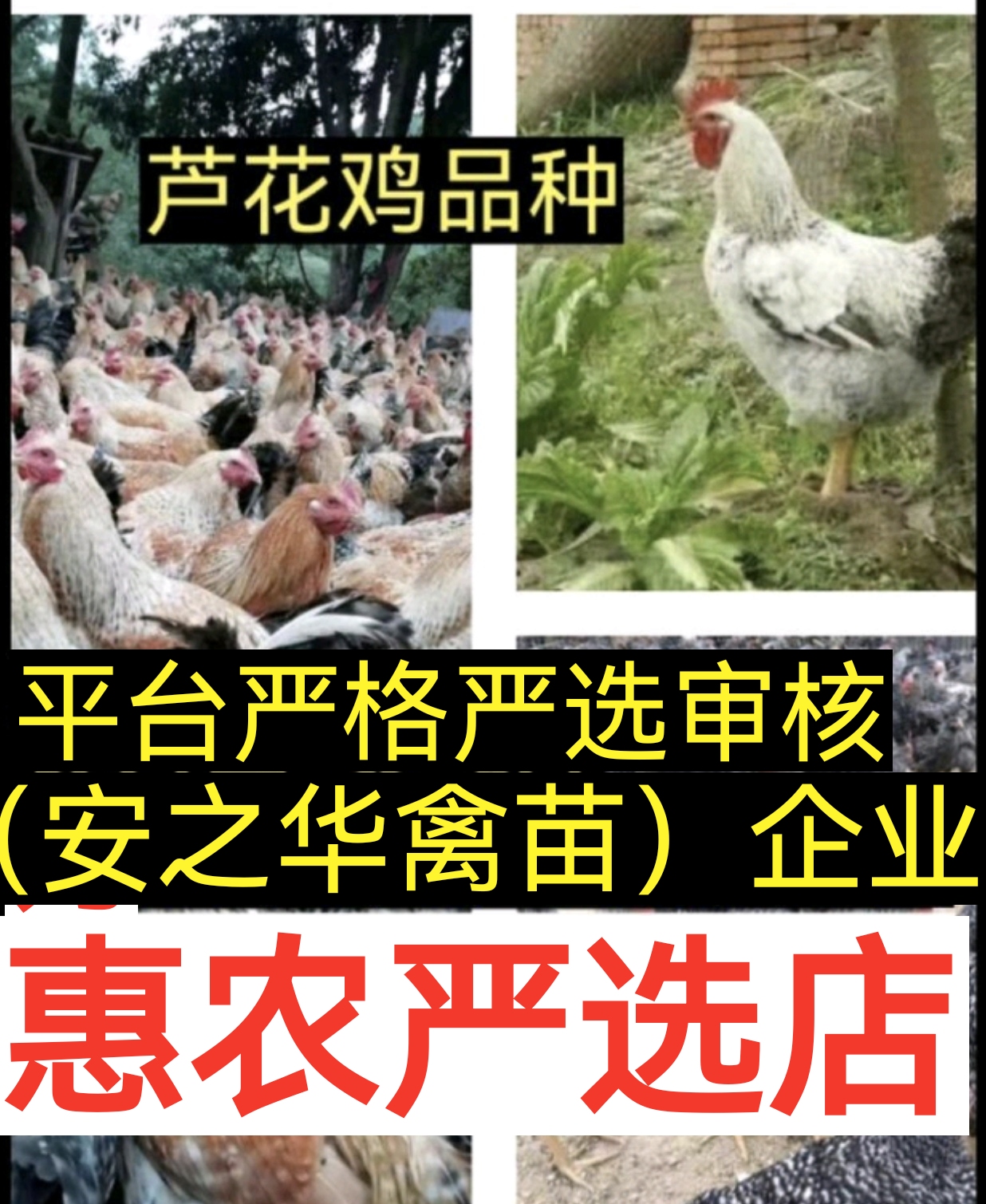 南宁芦花鸡.山鸡.珍珠鸡、（平台严选店），质量有保障